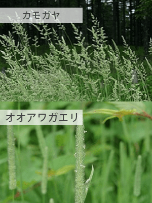 夏の花粉：カモガヤ、オオアワガエリ