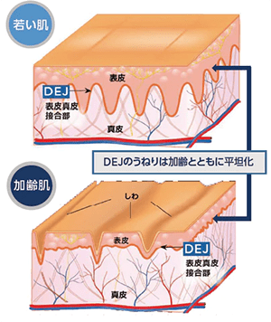 真皮表皮接合部（DEJ：Dermal Epidermal Junction）へのアプローチ