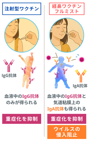 フルミスト®(経鼻インフルエンザワクチン)の免疫メカニズム