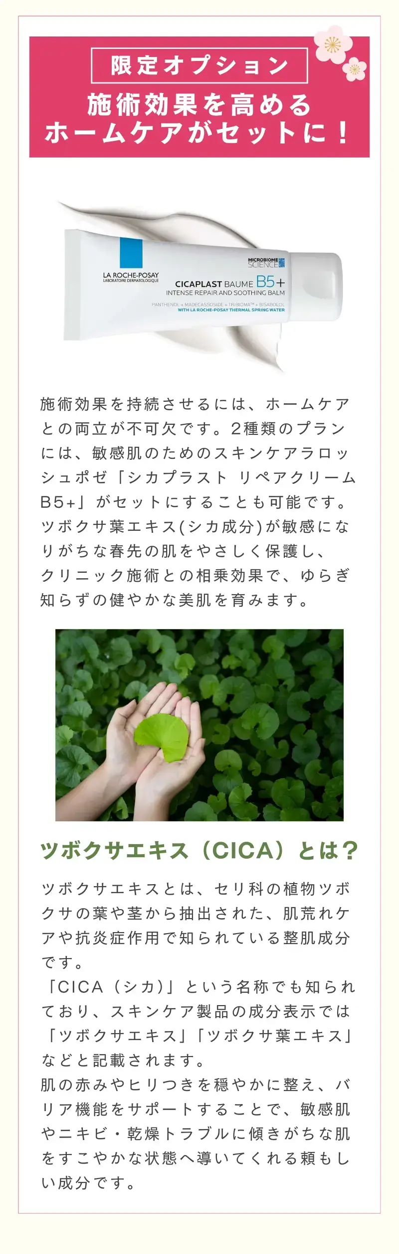 新春キャンペーン　ツボクサエキス(CICA)とは？